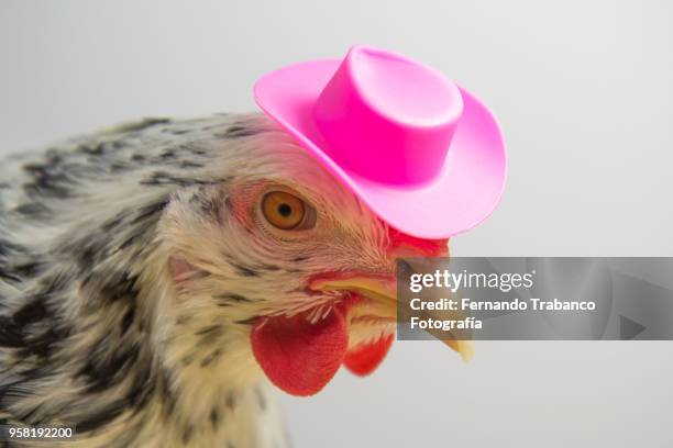 hen with a elegant pink hat - grace tame stock pictures, royalty-free photos & images