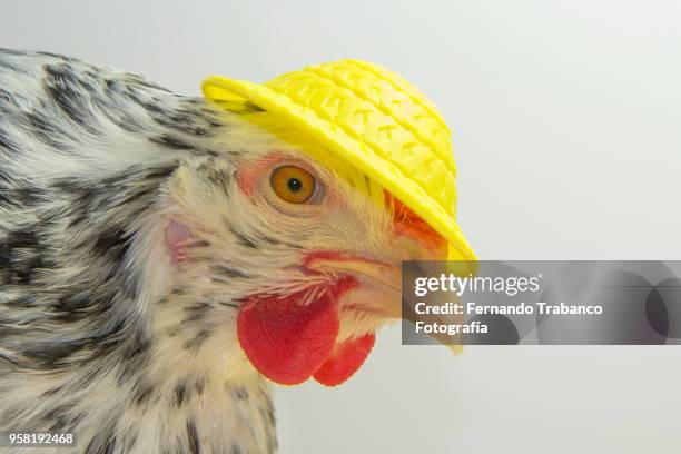 hen with yellow hat - grace tame stock pictures, royalty-free photos & images