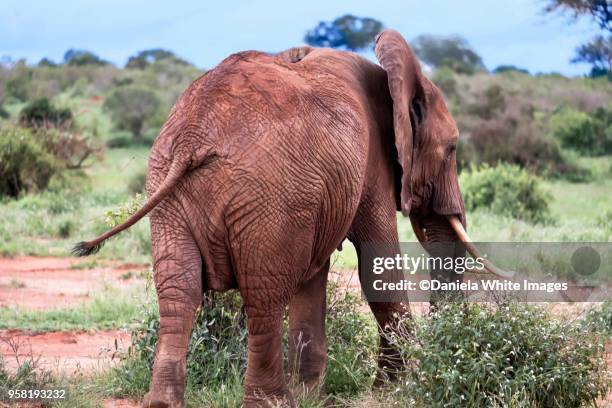 african elephant - big bums stock-fotos und bilder