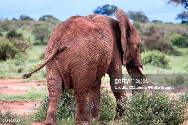 african elephant - big bums fotografías e imágenes de stock