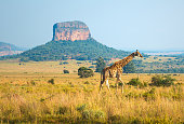 Giraffe Landscape in South Africa
