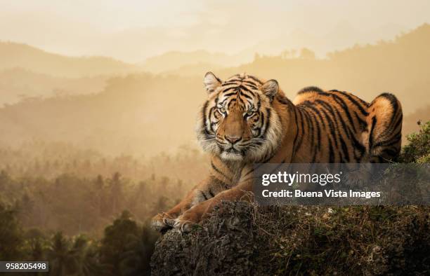 tiger on a rock - tiger stock pictures, royalty-free photos & images