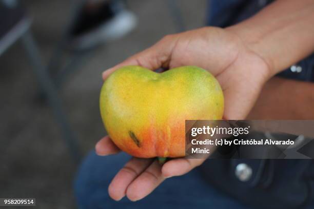 twin mango - guarico state stock pictures, royalty-free photos & images