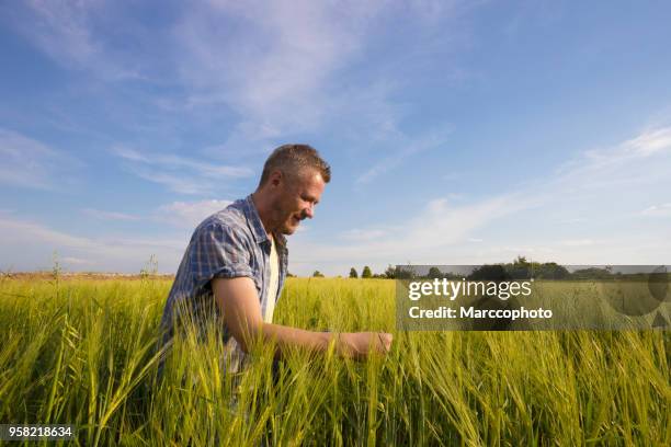 happy farmer inspecting plants at his field of growing barley at sunset - barley stock pictures, royalty-free photos & images