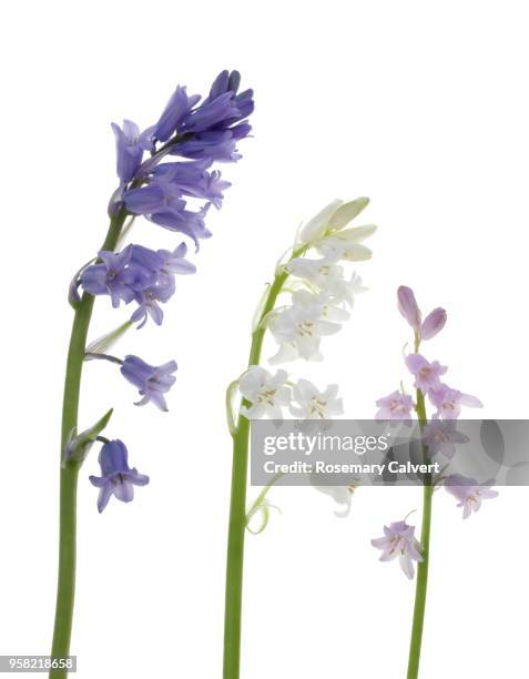 row of bluebells, blue, white and pink, on white. - bluebell stock pictures, royalty-free photos & images