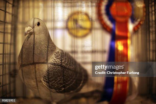 Pigeons sit in their cages as fanciers gather for The British Homing World Show of the year at The Winter Gardens on January 16, 2010 in Blackpool,...