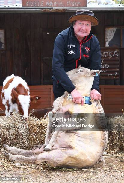 Legend Essendon Bombers former coach Kevin Sheedy sheers a sheep during the Powercor Country Festival Launch at Melbourne Cricket Ground on May 14,...