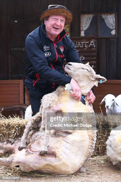 Legend Essendon Bombers former coach Kevin Sheedy shears a sheep during the Powercor Country Festival Launch at Melbourne Cricket Ground on May 14,...