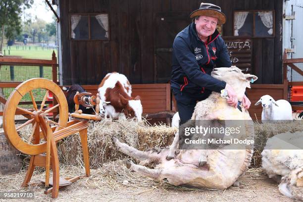 Legend Essendon Bombers former coach Kevin Sheedy shears a sheep during the Powercor Country Festival Launch at Melbourne Cricket Ground on May 14,...