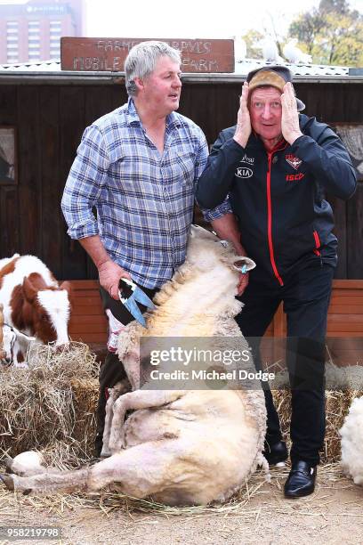 Legend Essendon Bombers former coach Kevin Sheedy prepares to shear a sheep during the Powercor Country Festival Launch at Melbourne Cricket Ground...