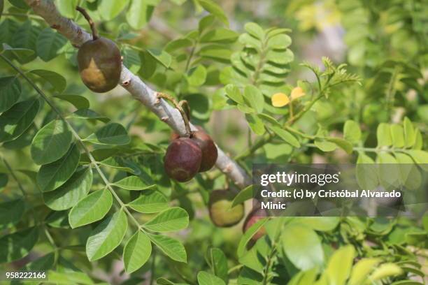 fruits of spondias purpurea, guárico, venezuela - spondias purpurea stock pictures, royalty-free photos & images