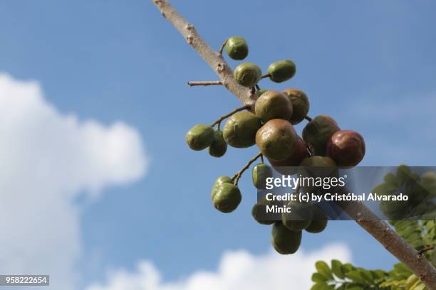fruits of spondias purpurea, guárico, venezuela - alvarado minic stock pictures, royalty-free photos & images