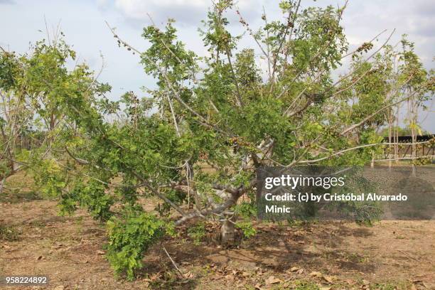 tree of spondias purpurea, guárico, venezuela - spondias mombin stock pictures, royalty-free photos & images