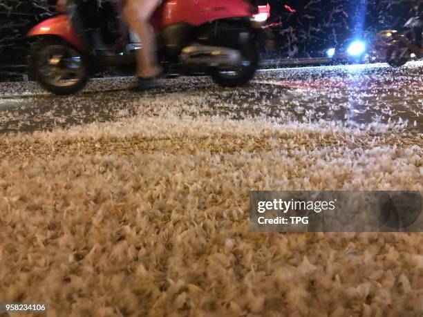 Large amounts of mayfly like a flying waterfall appears in air and last half an hour on 13 May 2018 in Qionghai, Hainan, China.