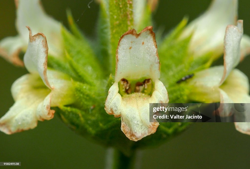 Wildflower (Sideritis arborescens subsp. lusitanica)