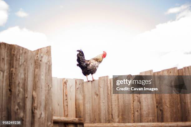 rooster perching on wooden fence against sky - perching stock pictures, royalty-free photos & images