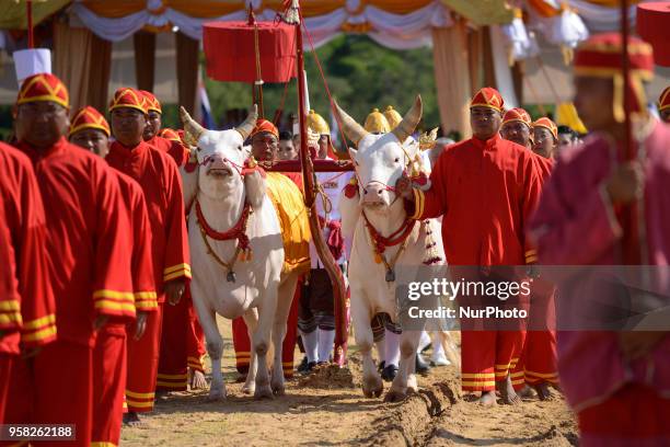 Participants guide oxen as they pull a plow through the soil during the Royal Ploughing Ceremony at the Sanam Luang park in Bangkok, Thailand on May...