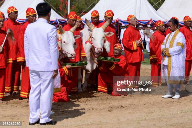 Participants feed oxen during the Royal Ploughing Ceremony at the Sanam Luang park in Bangkok, Thailand on May 14, 2018.