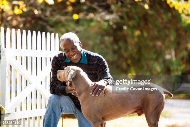 senior man stroking dog at backyard - black dog stock pictures, royalty-free photos & images