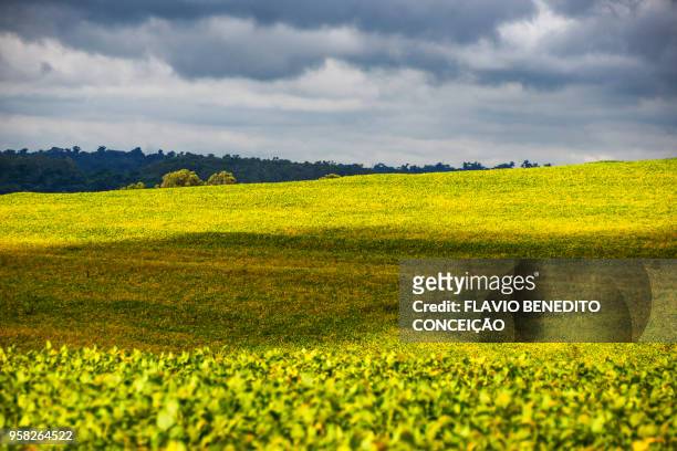 agricultural and pasture farms where soy, corn and wheat are planted in the northern region of the state of paraná - parana state stock-fotos und bilder
