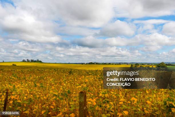 agricultural and pasture farms where soy, corn and wheat are planted in the northern region of the state of paraná - parana state bildbanksfoton och bilder