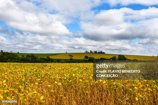 agricultural and pasture farms where soy, corn and wheat are planted in the northern region of the state of paraná - parana state bildbanksfoton och bilder