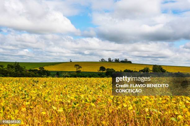 agricultural and pasture farms where soy, corn and wheat are planted in the northern region of the state of paraná - parana state bildbanksfoton och bilder