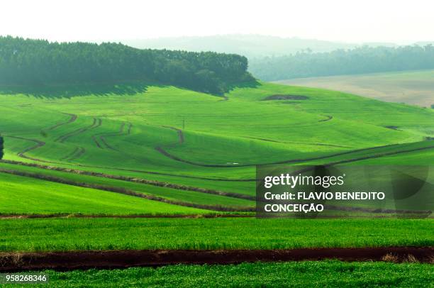 agricultural and pasture farms where soy, corn and wheat are planted in the northern region of the state of paraná - parana state bildbanksfoton och bilder