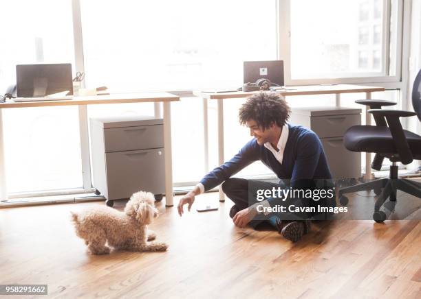 man playing with poodle at office - office dog stock pictures, royalty-free photos & images
