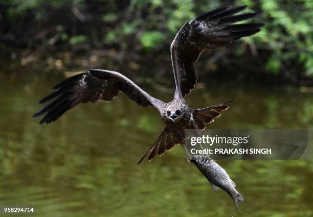 Kite catches a fish from a pond at the Zoological Park in New Delhi on May 14, 2018.