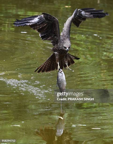 Kite catches a fish from a pond at the Zoological Park in New Delhi on May 14, 2018.