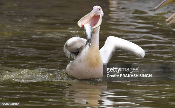 Pelican catches a fish from a pond at the Zoological Park in New Delhi on May 14, 2018.