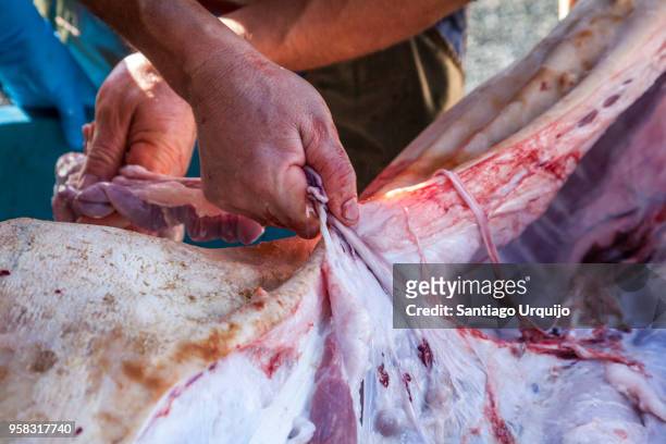 disemboweling pig guts - intestin animal photos et images de collection