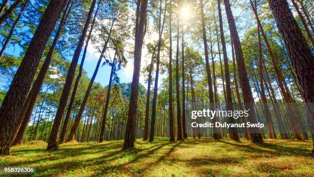 forest of green pine trees with sunlight in the morning when looking up. nature background - tree trunk wide angle stock pictures, royalty-free photos & images