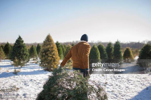 man carrying christmas tree on snow covered farm against sky - christmas tree farm fotografías e imágenes de stock
