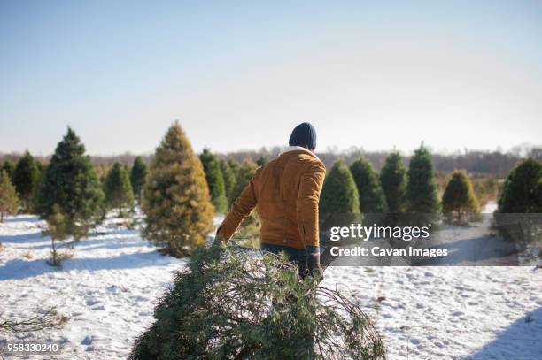 man carrying christmas tree on snow covered farm against sky - propriété forestière de production photos et images de collection