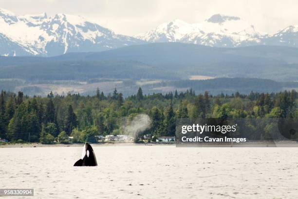 killer whale in sea against mountains - pacific rim national park reserve photos et images de collection