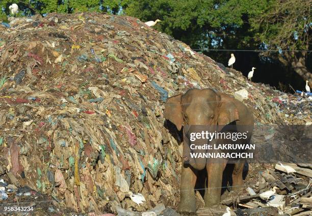 In this photograph taken on May 11 a wild elephant rummages near an electric fence through garbage dumped at an open ground in the village of...