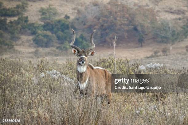 mountain nyala (tragelaphus buxtoni) male - nyala mamífero ungulado - fotografias e filmes do acervo