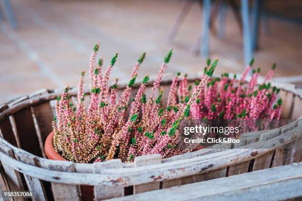 close-up image of a wooden garden planter or container with scented lavender flowers - click&boo stock pictures, royalty-free photos & images