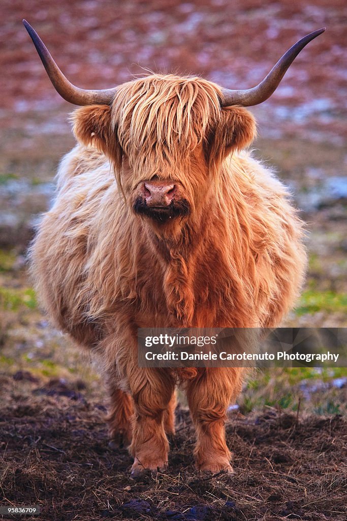 Close up of cattle