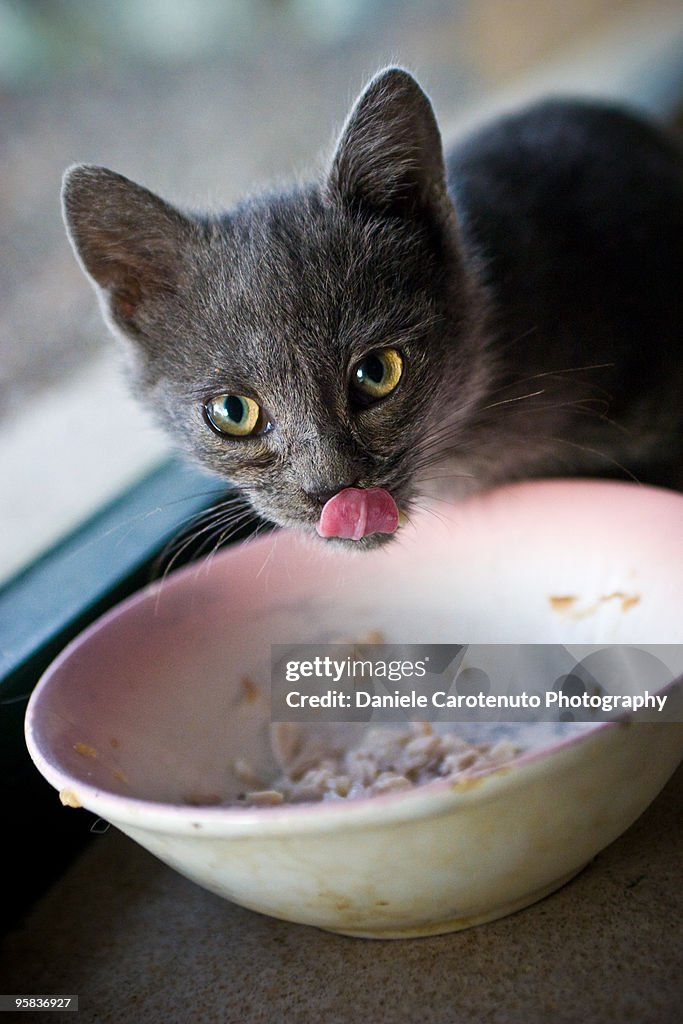 Gray kitty licking its lips