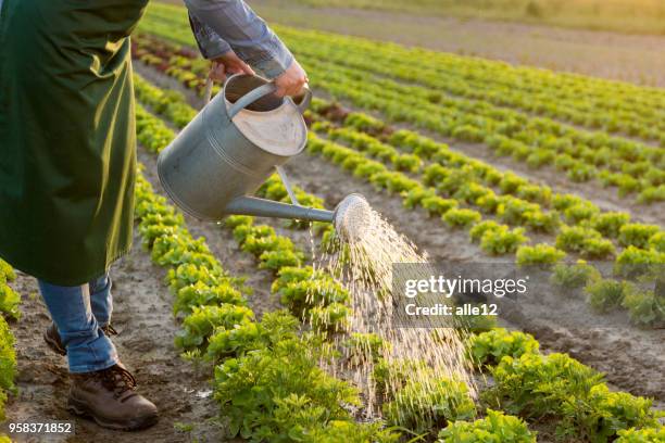 trabajar en el huerto - lettuce fotografías e imágenes de stock