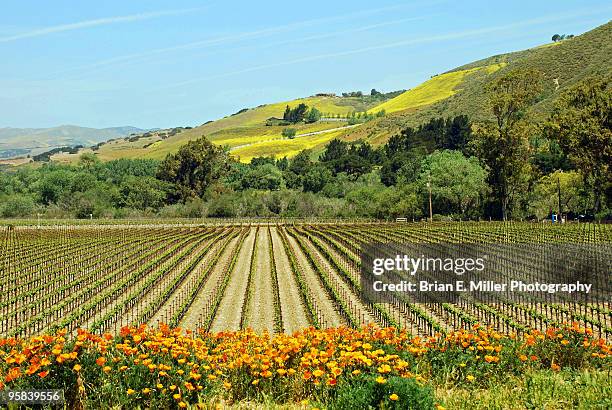california vineyard in spring - サンタイネス ストックフォトと画像