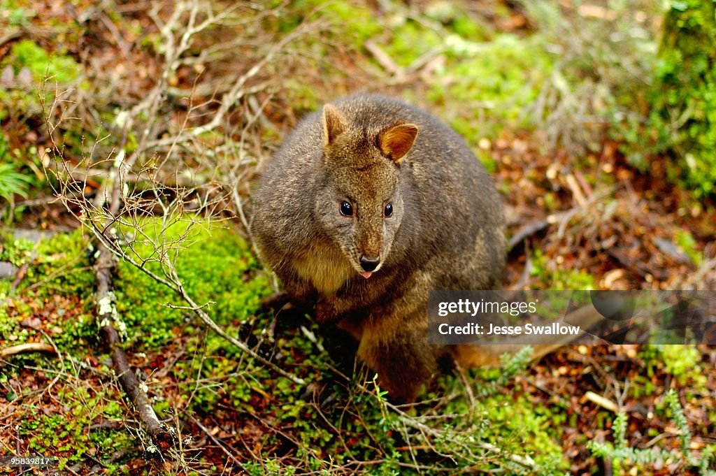Tasmanian Pademelon,Thylogale billardierii