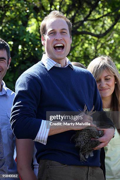 Prince William holds a Kiwiw on Kapiti Island during the second day of his visit to New Zealand on January 18, 2010 in Wellington, New Zealand. HRH...