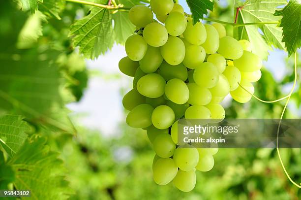 grapes cluster - witte druif stockfoto's en -beelden