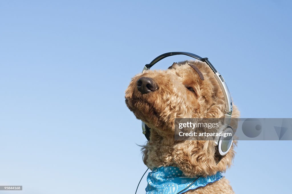 A dog listening to music with headphone