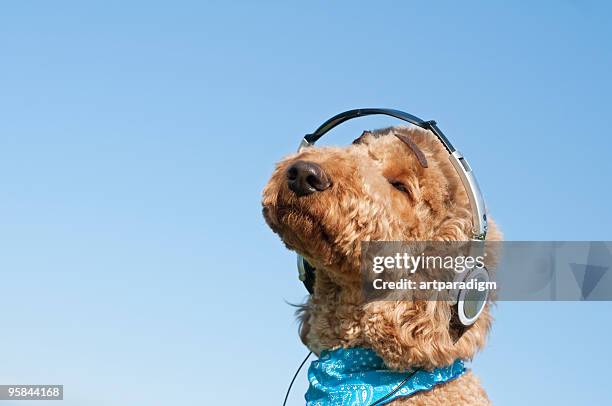 a dog listening to music with headphone - ヘッドフォン ストックフォトと画像