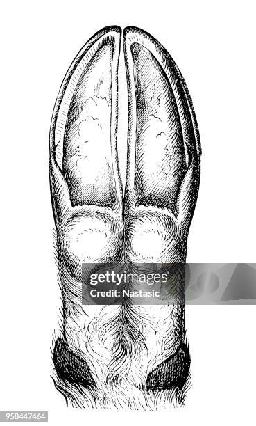 animal hoof - goats foot stock illustrations